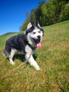Štěně Sibiřský Husky