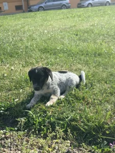 Jack Russel