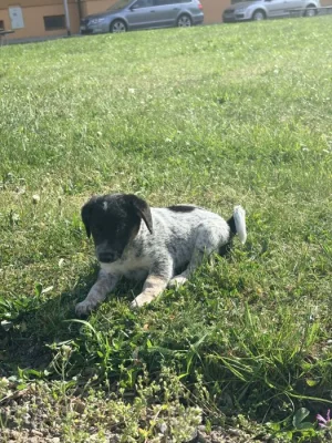 Jack Russel