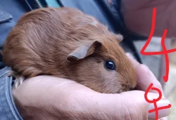 Prodám  morčata narozená 15.4.2026
