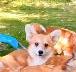 Pembroke Welsh Corgi
