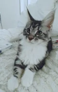 Mainska mývalí kotata