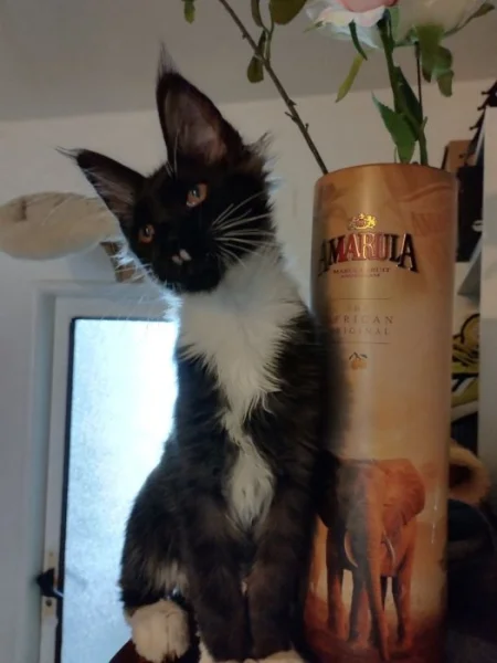 Mainska mývalí kotata