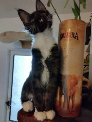 Mainska mývalí kotata