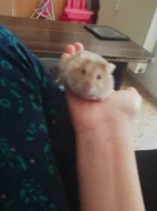 Křeček džungarský