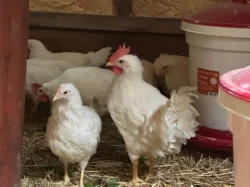 Leghorn - kohouti