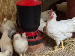 Leghorn - kohouti
