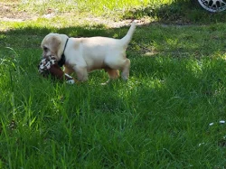 Nabídka štěněte labradorského retrivera