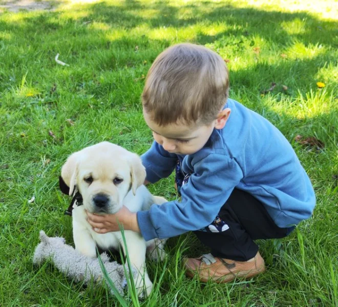 Nabídka štěněte labradorského retrivera