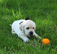 Nabídka štěněte labradorského retrivera