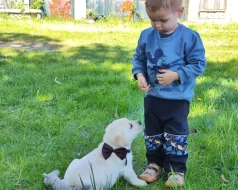 Nabídka štěněte labradorského retrivera