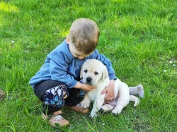 Nabídka štěněte labradorského retrivera