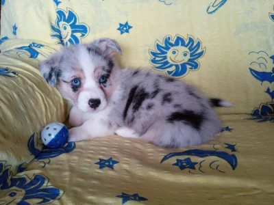 Welsh Corgi - pejsek