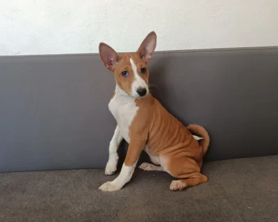 Basenji - prodám štěňata bez pp