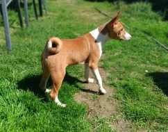Basenji - prodám štěňata bez pp