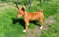 Basenji - prodám štěňata bez pp