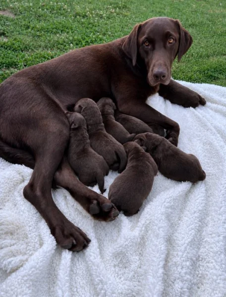 Štěňata labradora na prodej