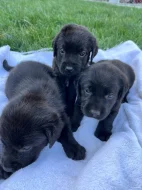 Štěňata labradora na prodej