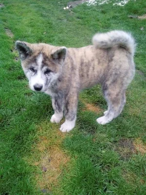 Akita-Inu