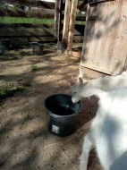 Kozlici