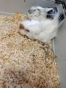 Daruji dvě morčata samičky
