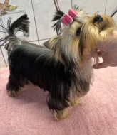 Yorkshire terrier
