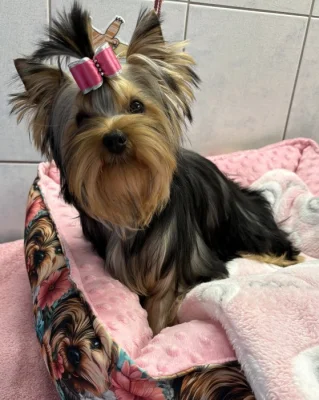Yorkshire terrier