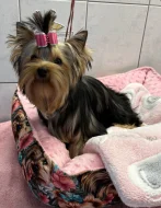 Yorkshire terrier