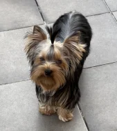 Yorkshire terrier