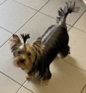 Yorkshire terrier