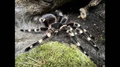 Acanthoscurria geniculata