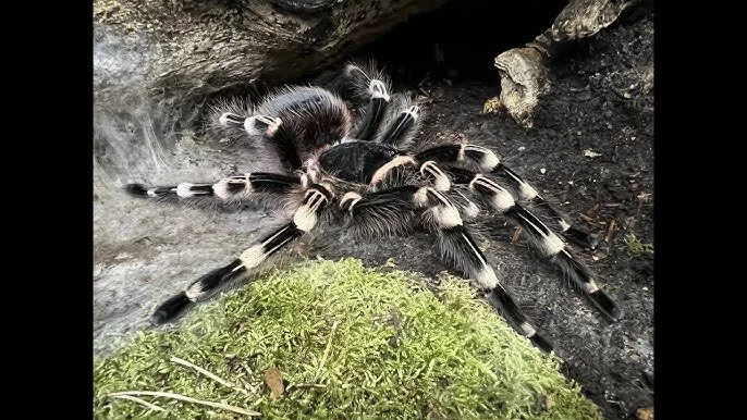 Acanthoscurria geniculata