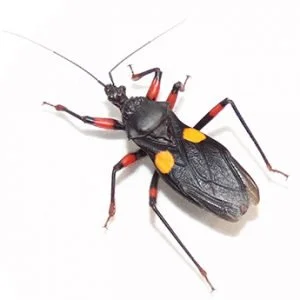 ZÁKEŘNICE -platymeris sp mombo