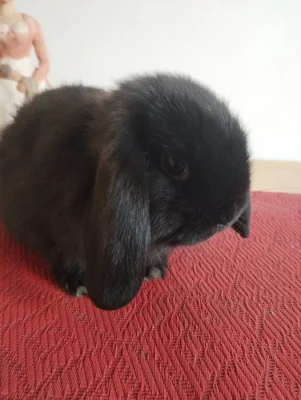 Prodám mládě samečka minilopa