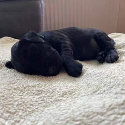 Flat coated retriever s PP