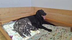 Flat coated retriever s PP