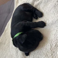 Flat coated retriever s PP