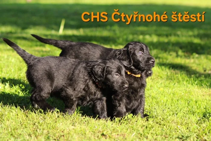 Flat coated retriever s PP