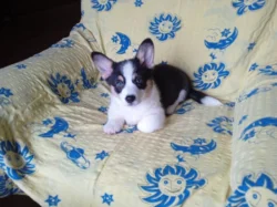 Welsh Corgi bez PP