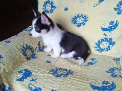 Welsh Corgi bez PP