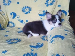 Welsh Corgi bez PP