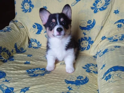 Welsh Corgi bez PP