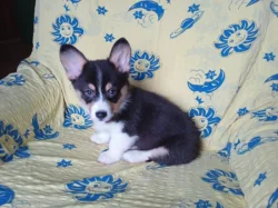 Welsh Corgi bez PP