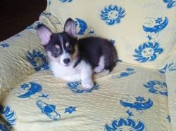Welsh Corgi bez PP