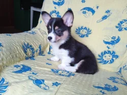 Welsh Corgi bez PP
