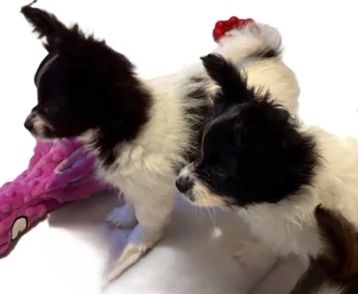 Papillon s PP - do 2,5 kg
