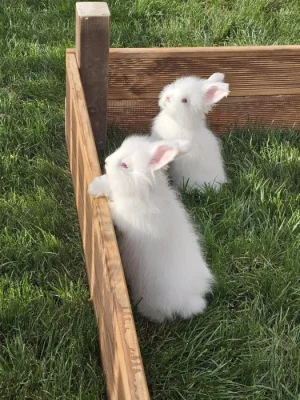 Angora, angorský králíček