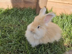 Angora, angorský králíček