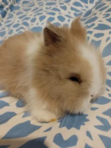 Prodám maličkého samečka zakrslého Teddy