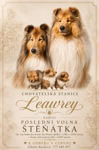 Kolie dlouhosrstá
